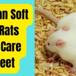 African Soft Fur Rats Care Sheet