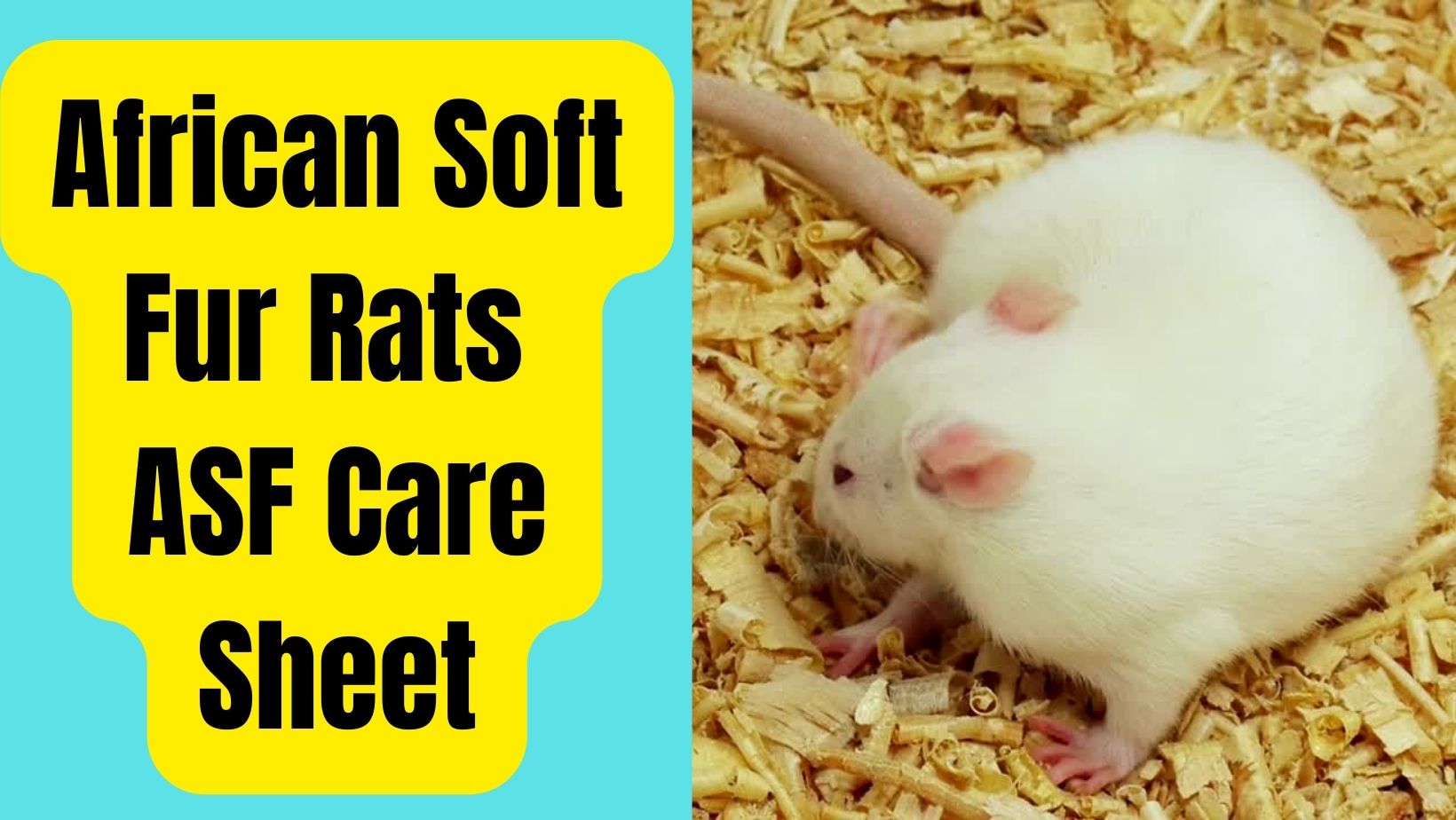 African Soft Fur Rats Care Sheet – Do they Make Good Pets?