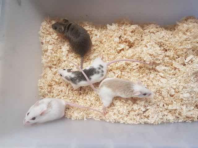 African Soft Fur Rats Care