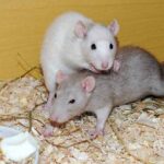 Are Rats Clean Pets