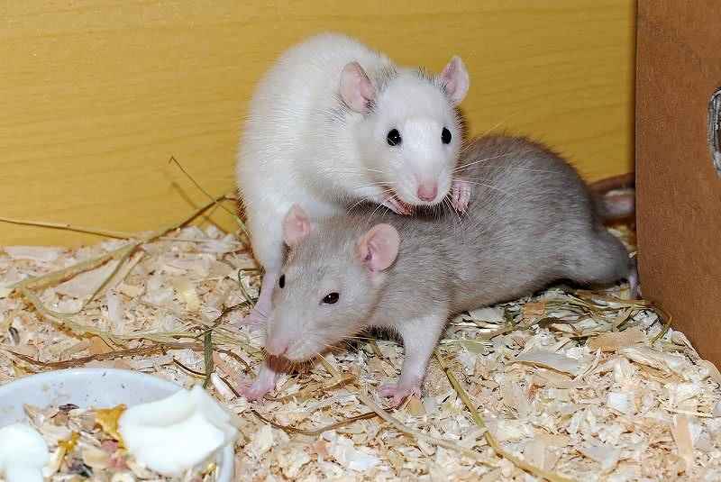 Are Rats Clean Pets