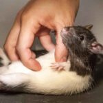 Are Rats Smart Animals