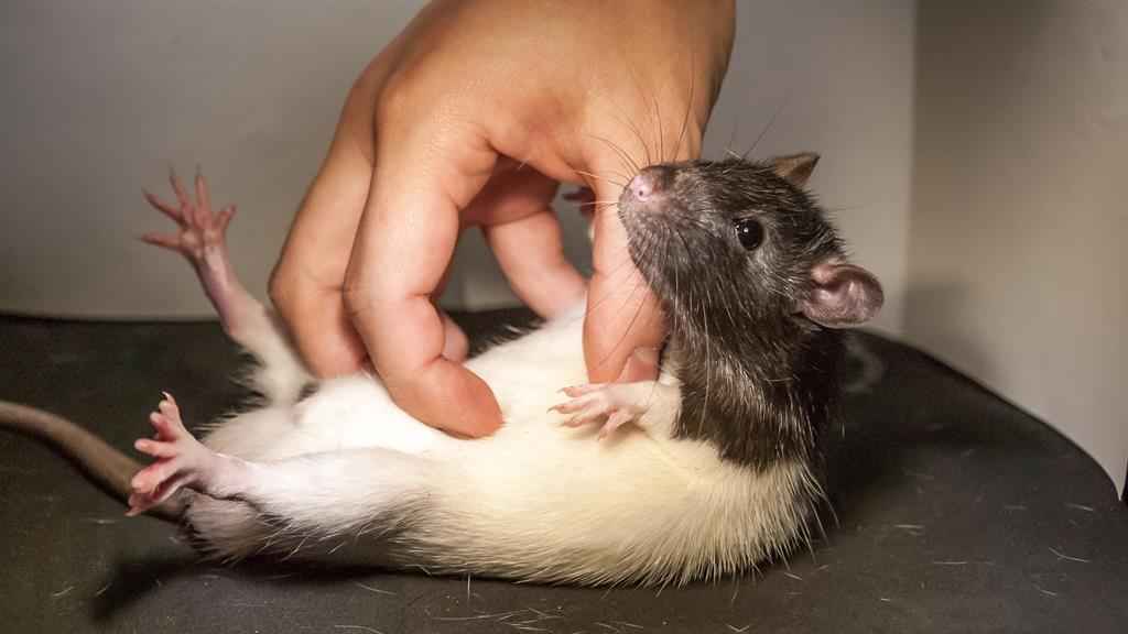 Are Rats Smart Animals