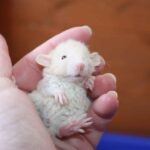 Best Cages for Baby Rats