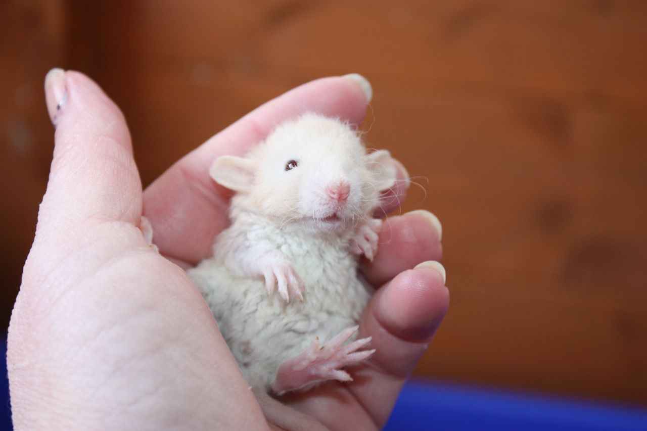 Best Cages for Baby Rats