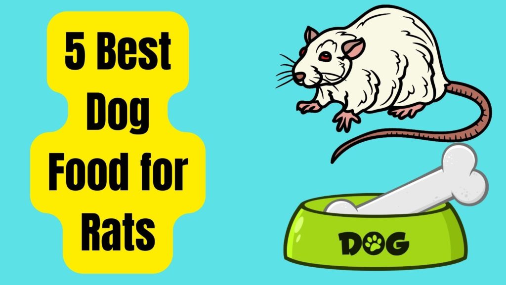5 Best Dog Food for Rats