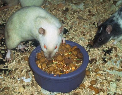 Best Dog Food for Rats