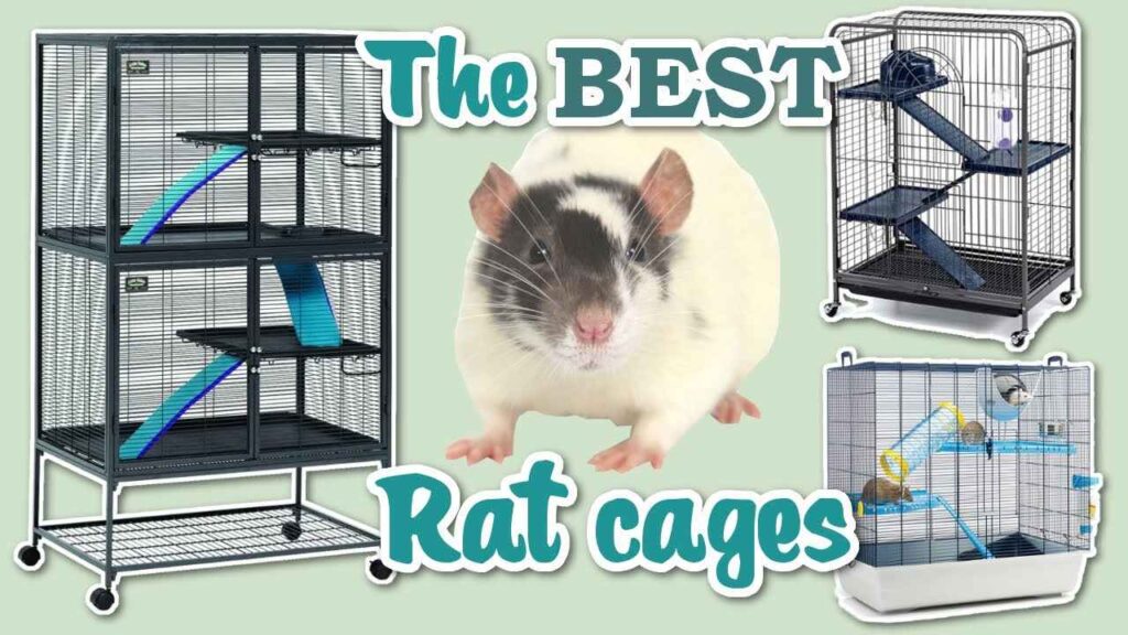 Best Rat Cages for 2 Rats