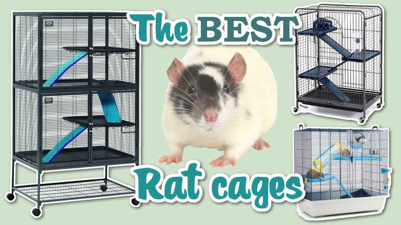 What is the Best Rat Cages For 2 Rats