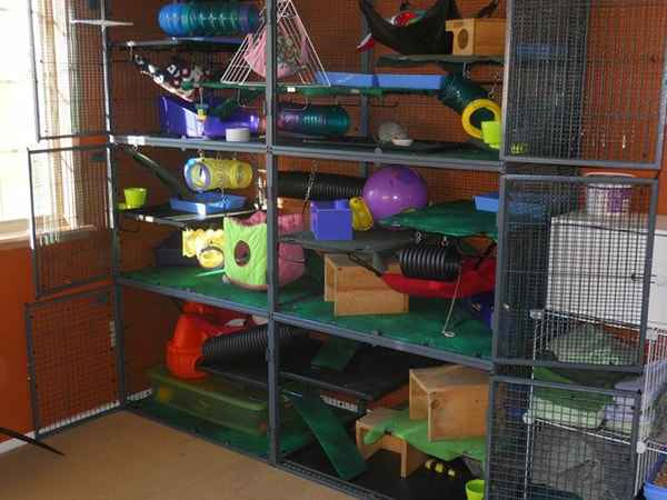 Cheap [&] 5 Best Rat Cages for 4 Rats