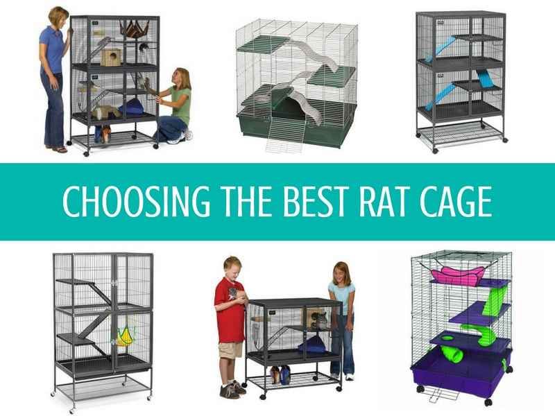 5 [Cheap &] Best Rat Cages for the Money