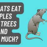 Can Rats Eat Apples off Trees and How Much?