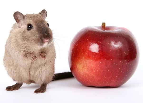 Can Rats Eat Apples off trees