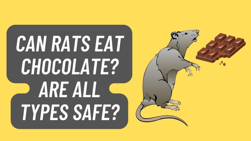 Can Rats Eat Chocolate