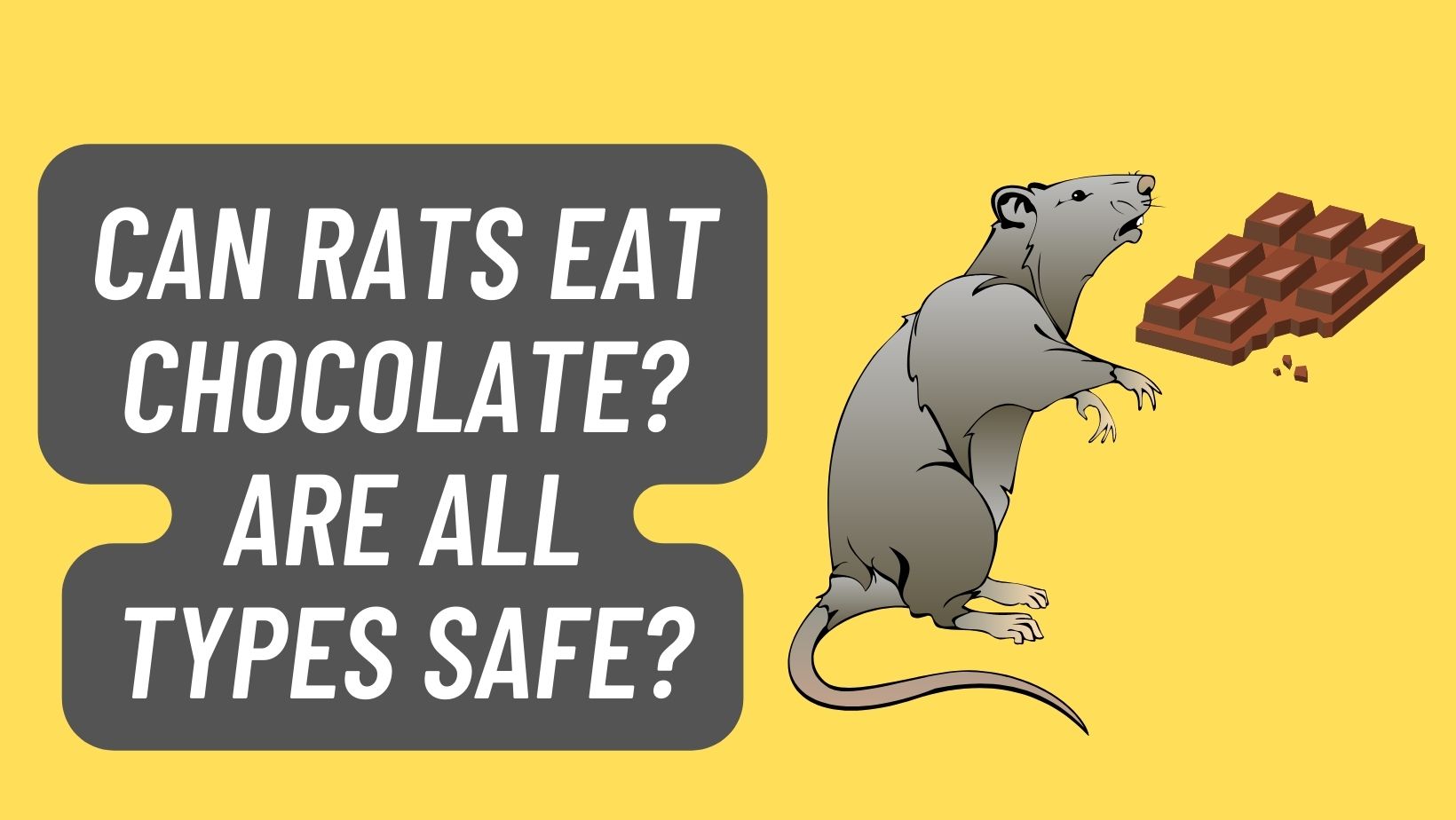 Can Rats Eat Chocolate? Are ALL TYPES SAFE?