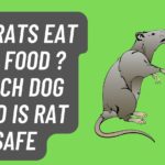Can Rats Eat Dog Food ?