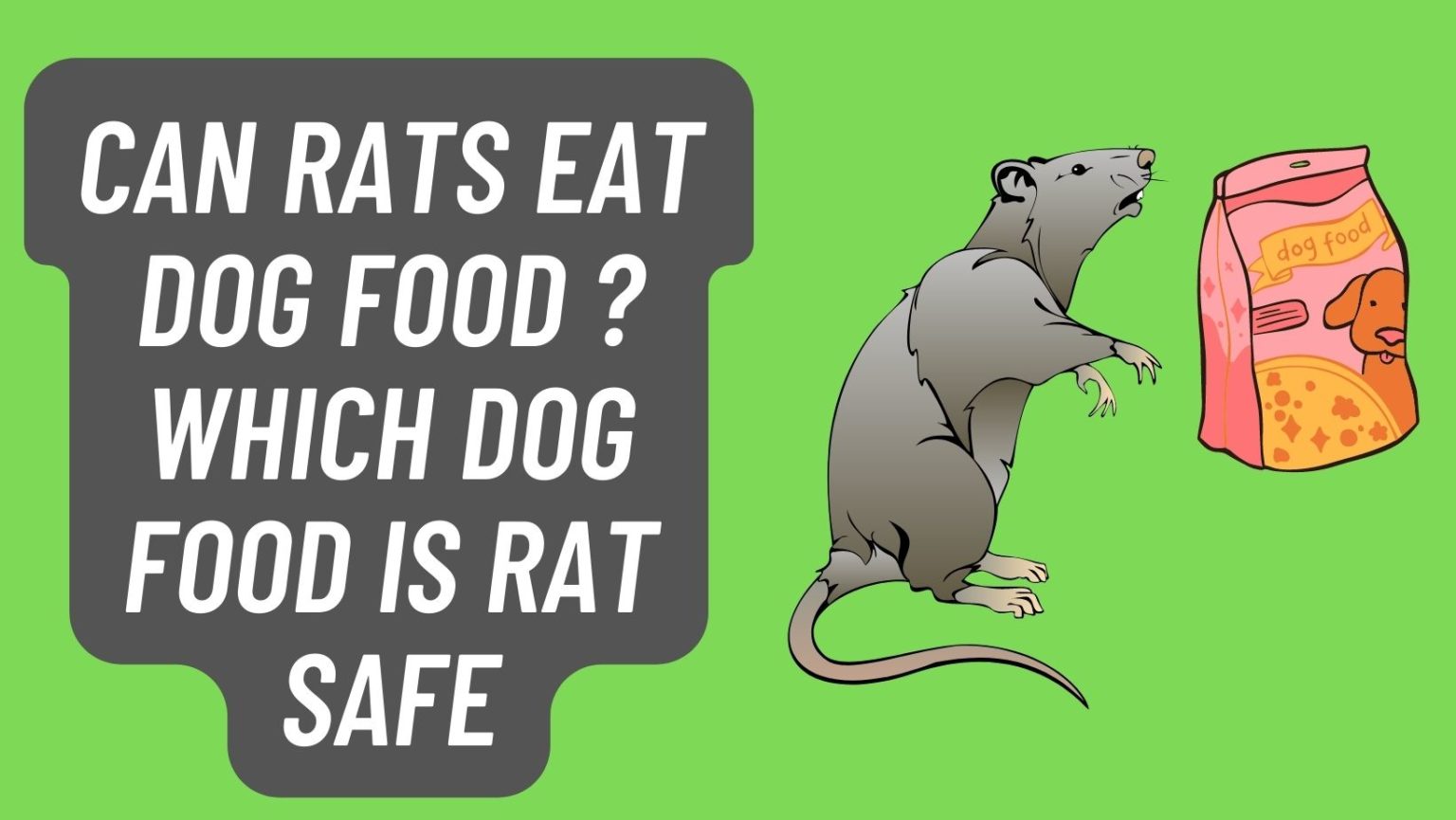 Can Rats Eat Dog Food? The Answer Might Surprise You – Basic Rodents