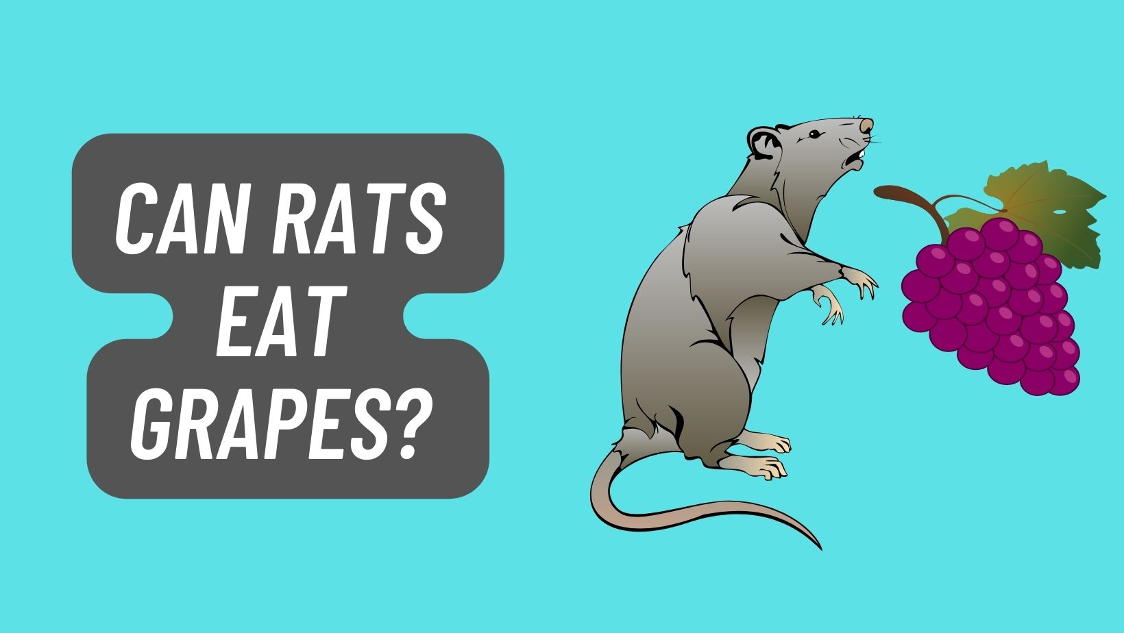 Can Rats Eat Grapes? [Fruit, Nuts, Leaves…] – FIND OUT