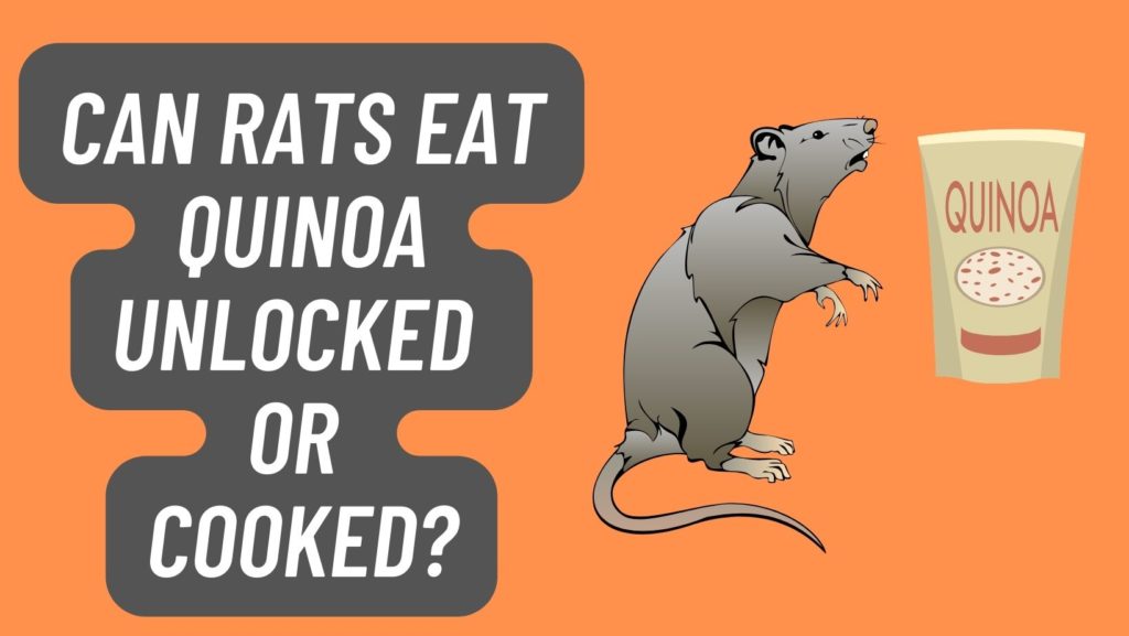 Can Rats Eat Quinoa