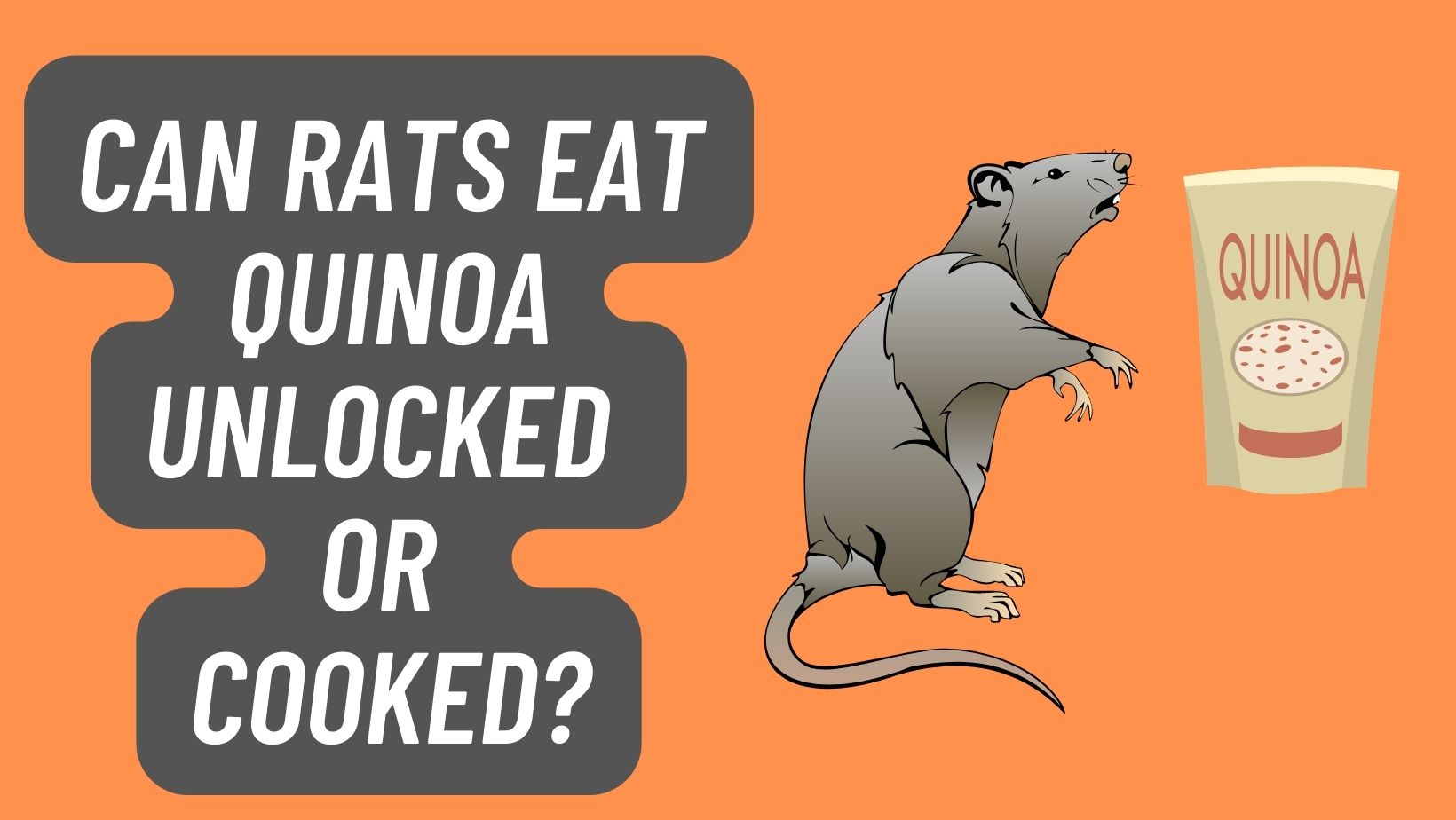 Can Rats Eat Quinoa [Unlocked or Cooked]?