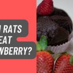 Can Rats Eat Strawberries?