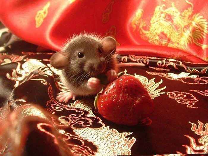 Can Rats Eat Strawberries