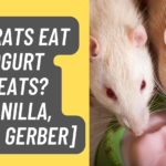 Can Rats Eat Yogurt Treats? [Vanilla, Plain, Gerber]