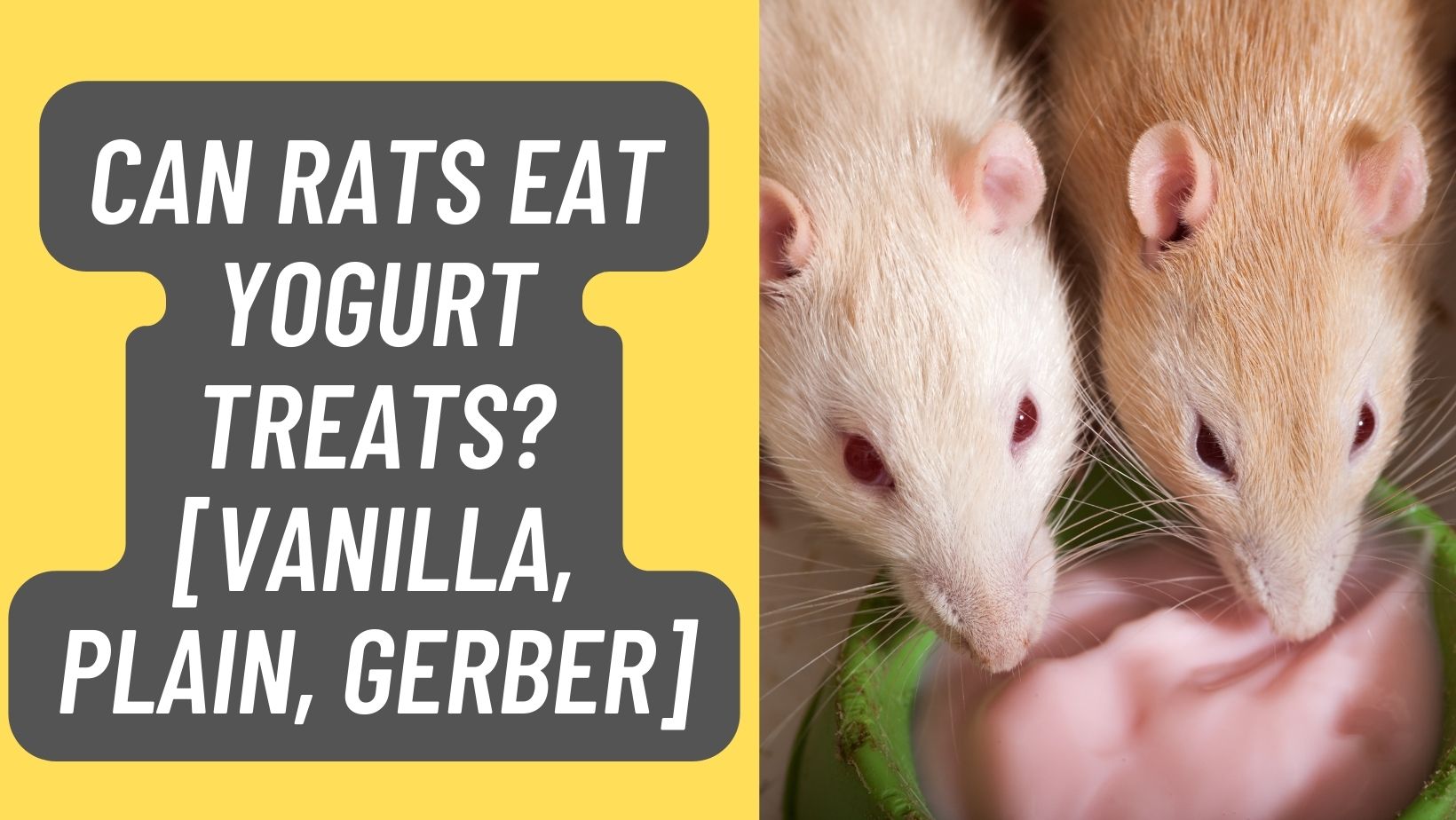 Can Rats Eat Yogurt Treats? [Vanilla, Plain, Gerber] – Learn More