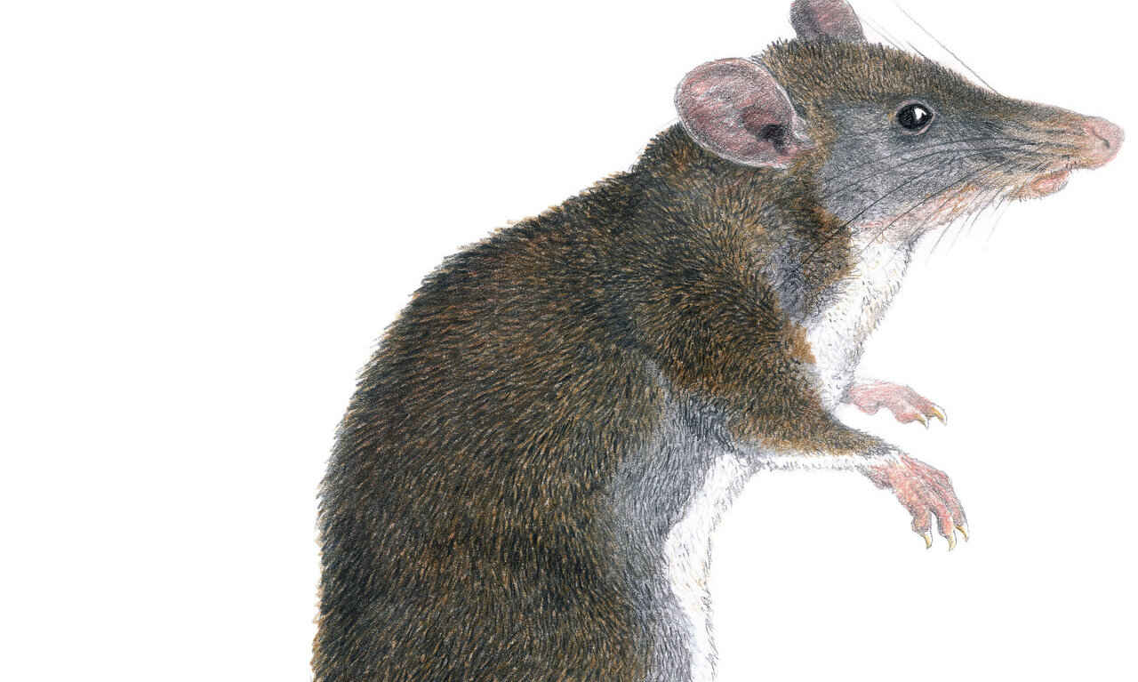 Can Rats Hop, Jump or Run? LEARN MORE