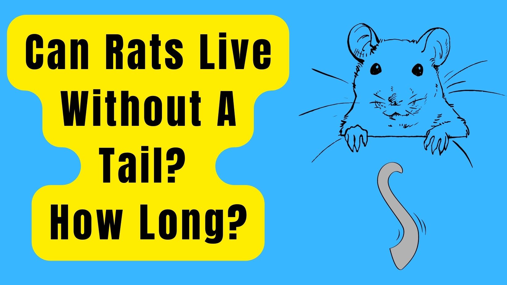 Can Rats Live Without a Tail? How Long? SEE HERE!
