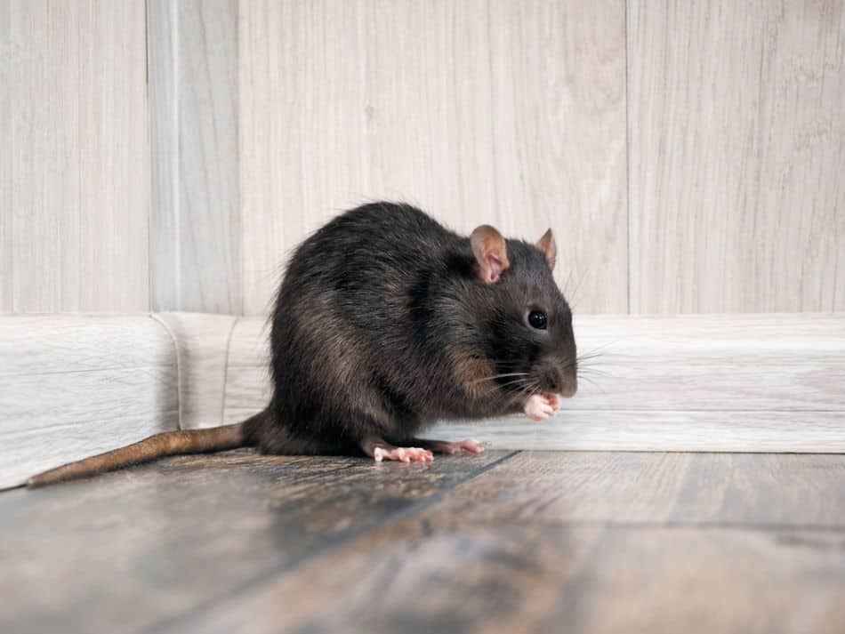 Can Rats Live Without a Tail