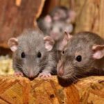 Can Rats and Mice Live Together
