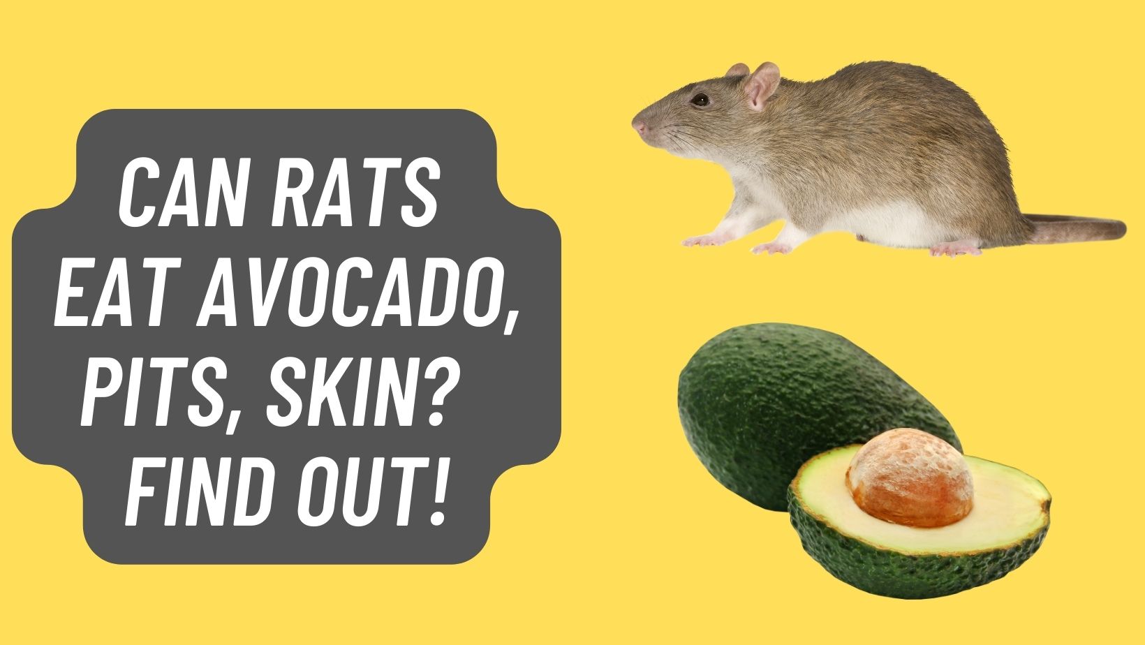 Can Rats Eat Avocado, Pits, Skin? – FIND OUT!
