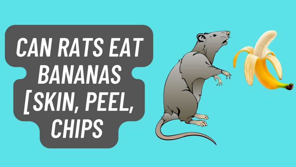 Can Rats eat Bananas