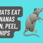 Can Rats eat Bananas