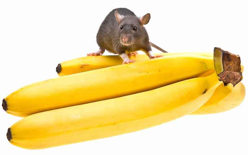 Can Rats eat Bananas [Skin, Peel, Chips, Bread & More] Safe? Basic