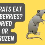 Can Rats eat Blueberries