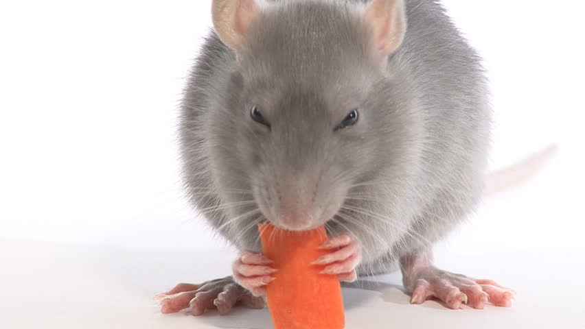 Can Rats eat Carrots