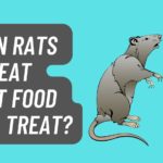 Can Rats eat Cat Food
