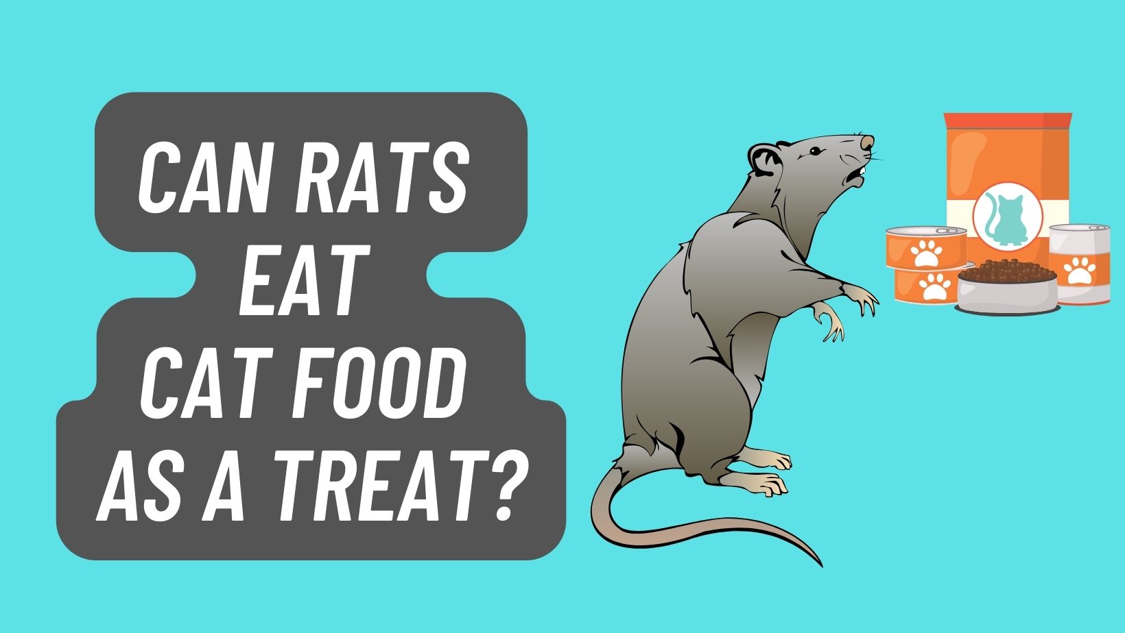 Can Rats eat Cat Food as a Treat? – FIND OUT!