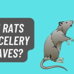 Can Rats eat Celery Leaves