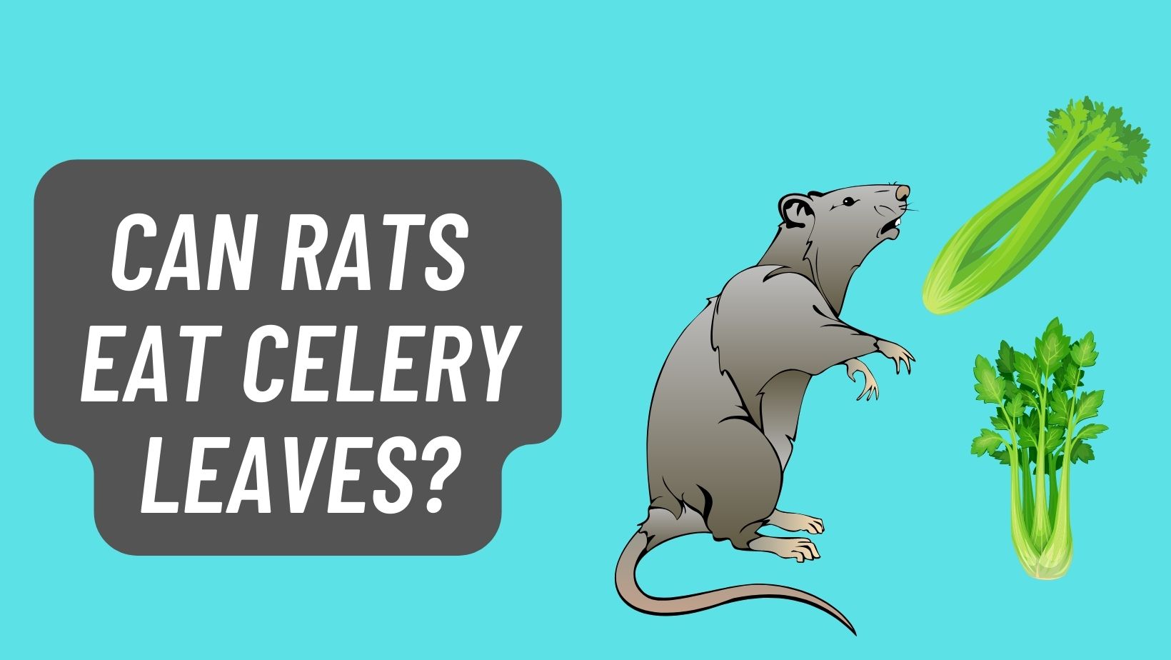 Can Rats Eat Celery [Leaves]? – FIND OUT