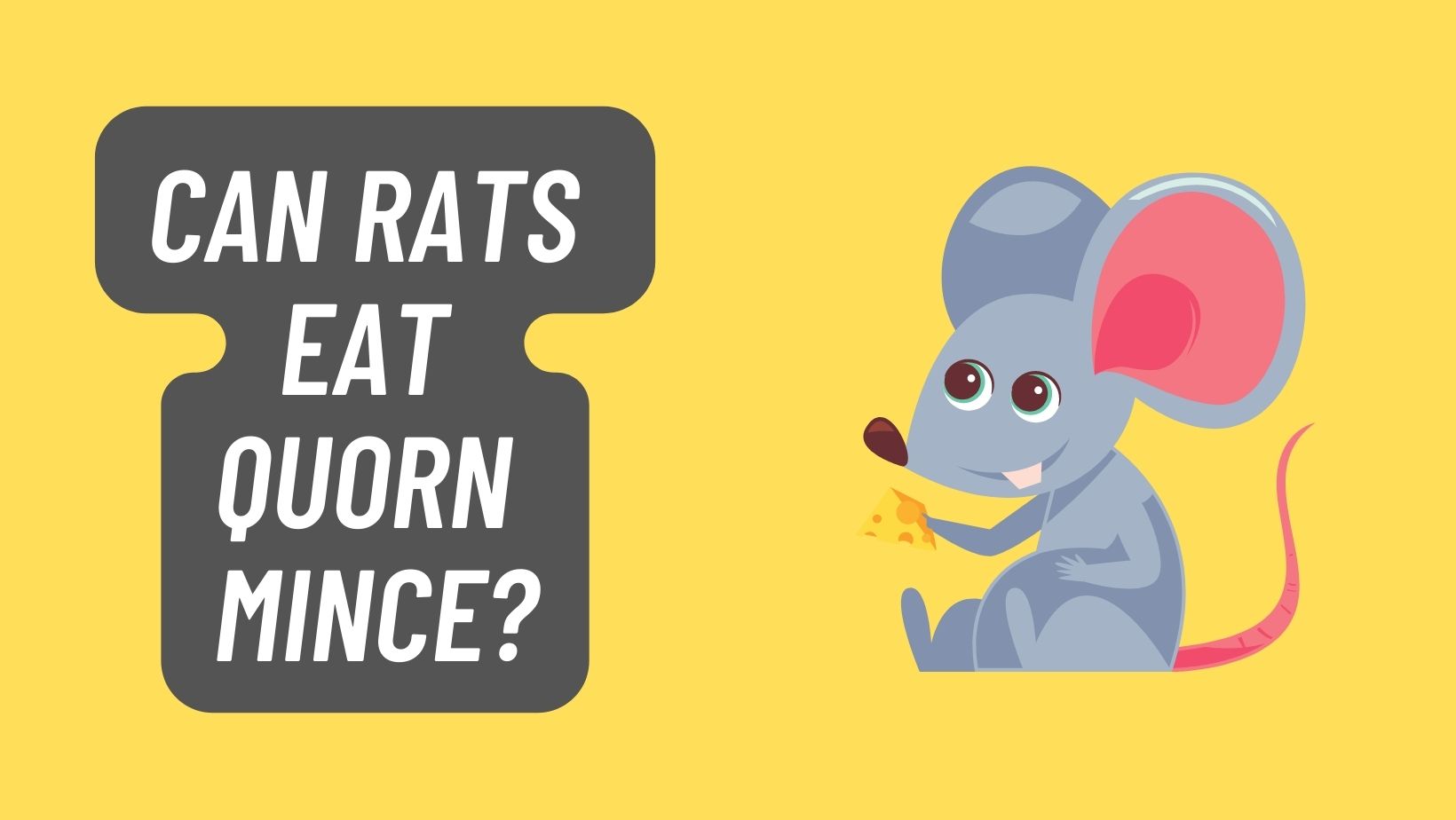 Can Rats Eat Quorn Mince? FIND OUT