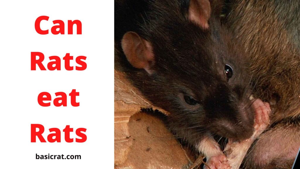 Can Rats eat Rats
