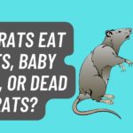 Can Rats eat Rats, Baby Rats, or Dead Rats?