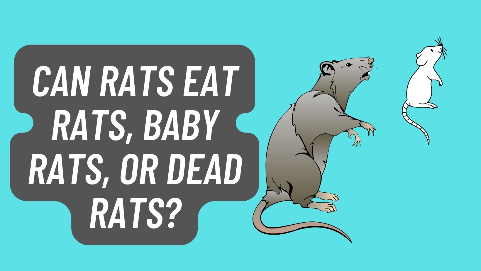 Can Rats eat Rats, Baby Rats, or Dead Rats?