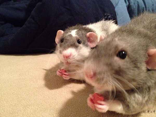 Can Rats eat Yogurt Treats