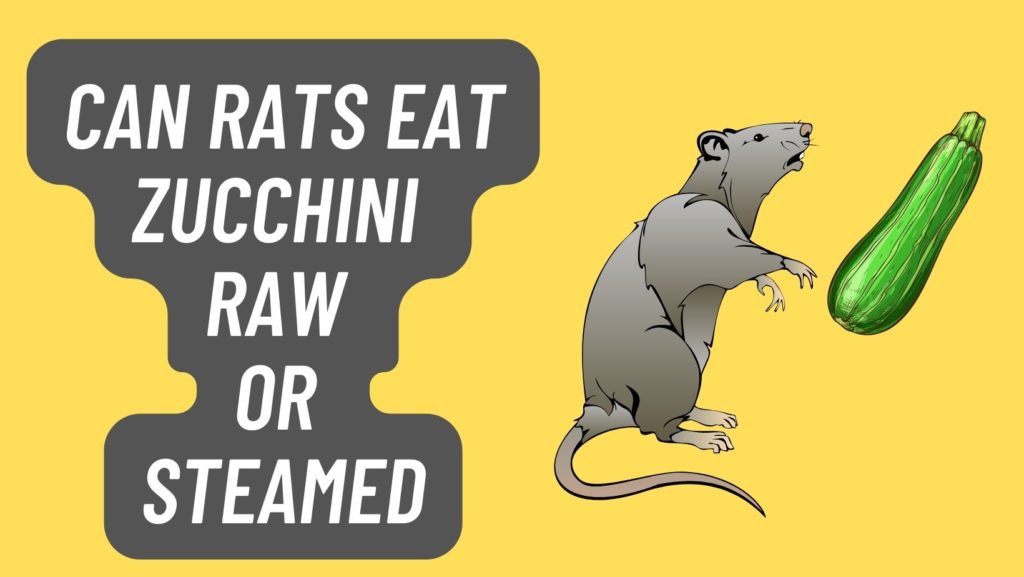 Can Rats eat Zucchini