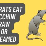 Can Rats eat Zucchini