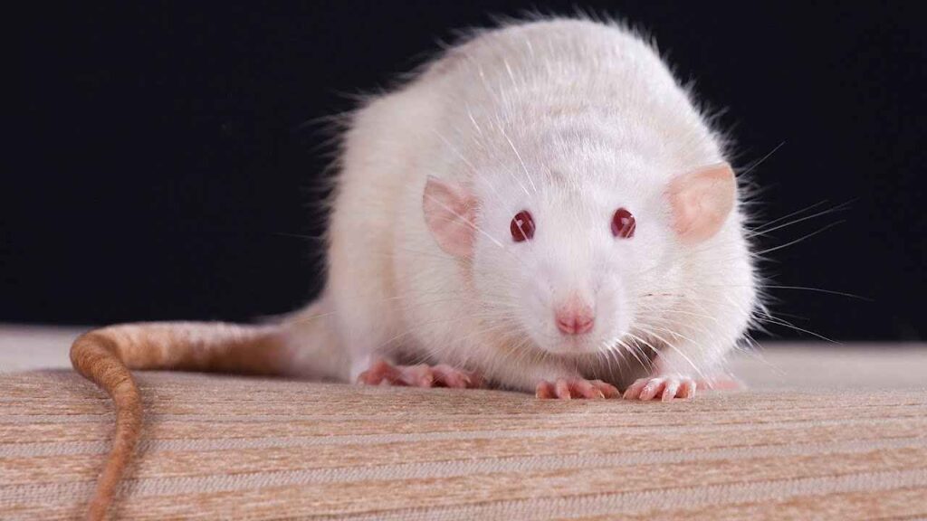 Can Rats with Red Eyes See